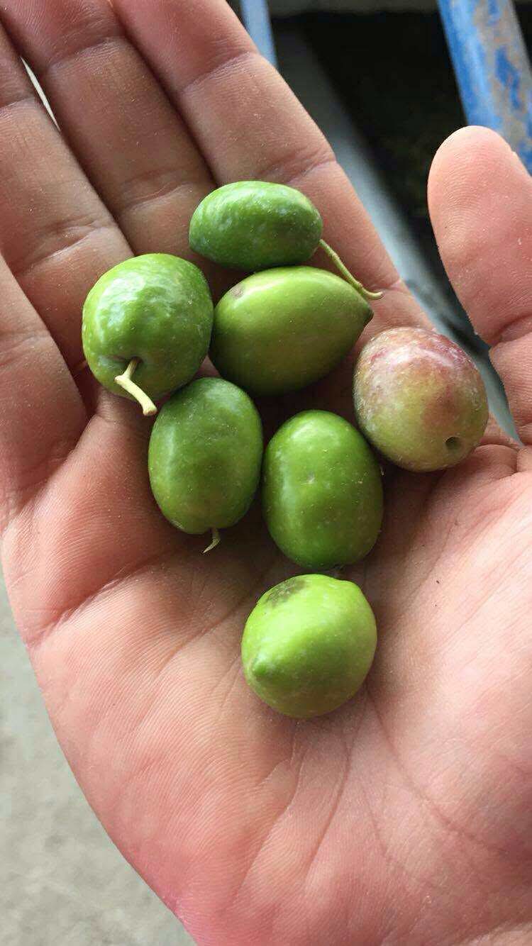 オリーブオイルには分類があります