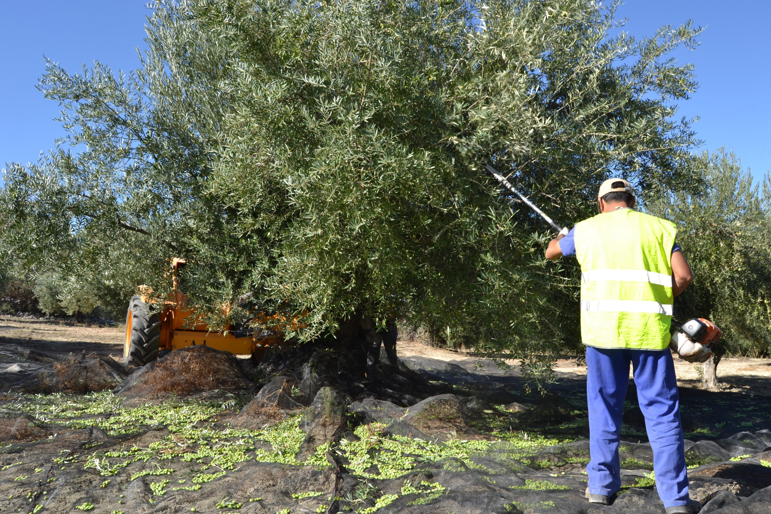 オリーブの収穫はいつ?